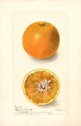 Arance (Citrus sinensis: Bishops Favorite) (acquerello)