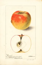 Mele Tecumseh ( Malus domestica) (acquerello)