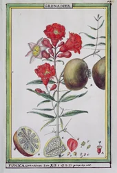 Albero di melograno, da Florindie ou Historie physico-economique des vegetaux de la Torride, 1789