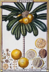 Aerostato (Theophrasta aculeata), acquerello di Delahaye, da Florindie ou Histoire physico-economique des vegetaux de la Torride
