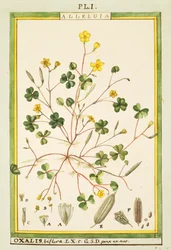 Acetosella delle Bermuda (Oxalis biflora o pes-caprae), acquerello di Delahaye
