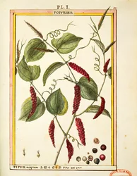 Pepe nero (Piper nigrum), acquerello di Delahaye