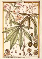 Cassava (Jatropha manihot), di Delahaye, acquerello
