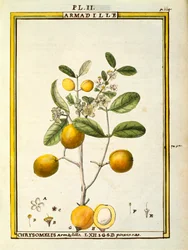 Chrysomelis Armadilla, acquerello di Delahaye