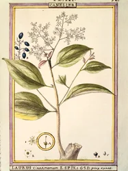 Cannella (Laurus cinnamomum), acquerello di Delahaye