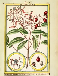 Chiodo di garofano (Caryophyllus Aromaticus), acquerello di Delahaye
