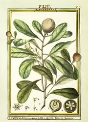 Cryptocarya Aromatica, acquerello di Delahaye