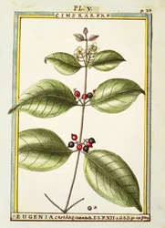 Eugenia Carthaginensis, acquerello di Delahaye