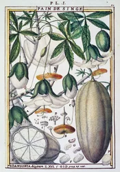 Frutti e fiori dell