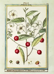 Ciliegia giamaicana (Muntingia calabura), acquerello di Delahaye