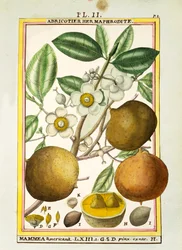 Mammea americana, acquerello di Delahaye