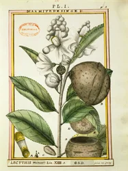 Noce di scimmia (lecythis minor), acquerello di Delahaye