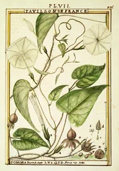 Fiore della luna o vite della luna (Ipomoea Alba), acquerello di Delahaye