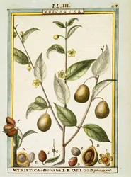 Noce moscata (Myristica fragrans o officinalis), acquerello di Delahaye