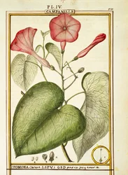 Ipomea rosa (Ipomoea Carnea), acquerello di Delahaye