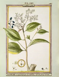 Cannella vera (Cinnamomum Verum), acquerello di Delahaye