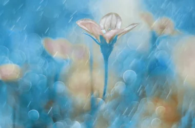 Fioritura blu da sogno