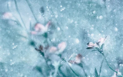 Fiori blu da sogno