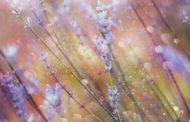 Bokeh da sogno alla lavanda