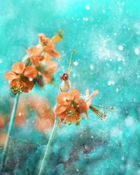 Fiori arancioni da sogno