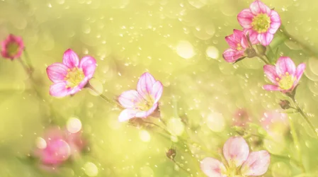 Fiori rosa da sogno