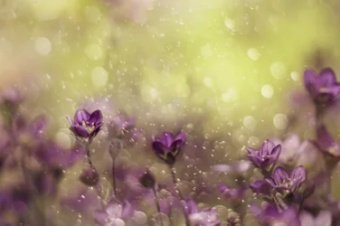 Fiori viola da sogno