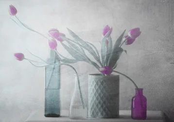 Tulipani viola da sogno