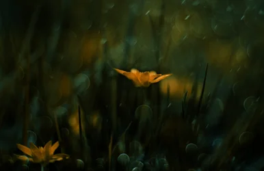 Fiori gialli da sogno