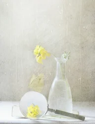 Fiori gialli da sogno
