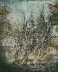 Paesaggio della foresta eterea