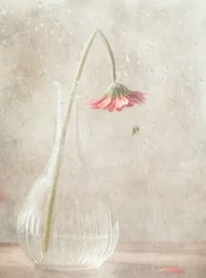 Fiore rosa che appassisce