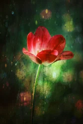 Tulipano rosso brillante