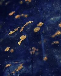 Cielo notturno di fiori dorati