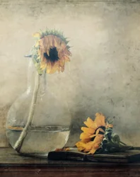 Girasoli dorati che svaniscono