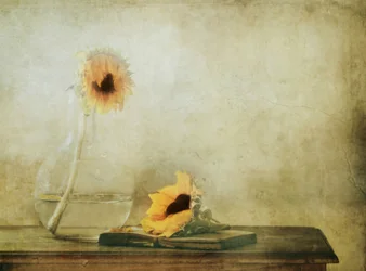 Girasoli d