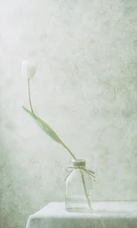 Tulipano bianco sereno