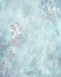 Fiori invernali di un azzurro tenue