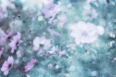 Fiori di cosmo dai tenui colori pastello