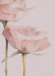 Rose rosa tenue