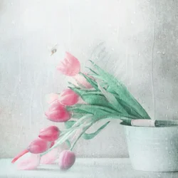 Pioggia di tulipani rosa tenue