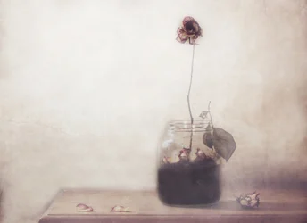 Una rosa solitaria e appassita