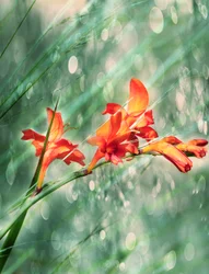 Fiori dai colori vivaci in un giardino arancione