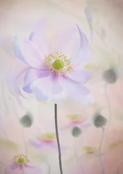 Anemone dai colori pastello da sogno