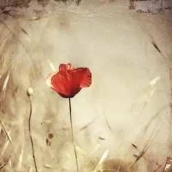 Papavero rosso vintage