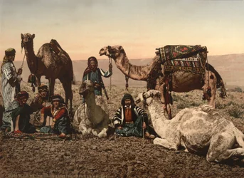 Cammelli che si fermano nel deserto, Terra Santa, c.1890