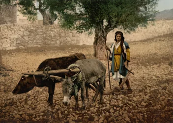 Nativo della Palestina che lavora con un bue e un asino, Terra Santa, c.1890-c.1900