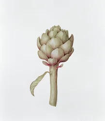 Carciofo, 1999