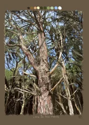 Linee che fanno gli alberi, 2022 (opera d