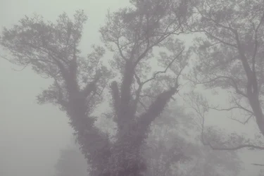 Albero con cappotto e nebbia, 2016 (fotografia digitale)