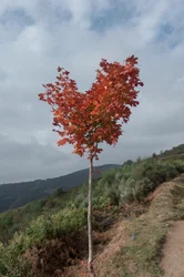 Albero del cuore, 2016 (fotografia digitale)